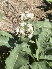 Parthenium integrifolium