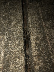 Tigrosa helluo