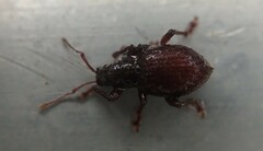 Entiminae