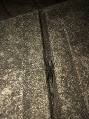 Tigrosa helluo