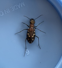 Cicindela haemorrhagica