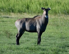 Boselaphus tragocamelus