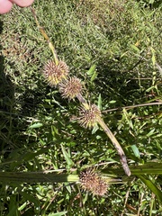 Sparganium americanum