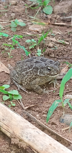 Egyptian Toad