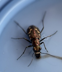 Cicindela haemorrhagica