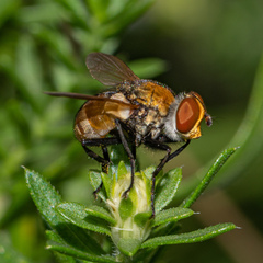 Gymnoclytia