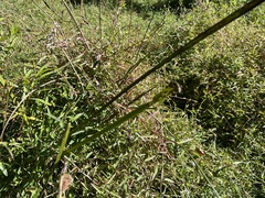 Sparganium americanum