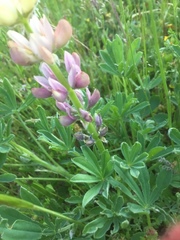 Lupinus gredensis
