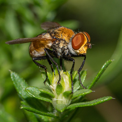 Gymnoclytia