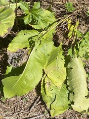Parthenium integrifolium