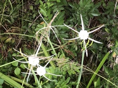 Hymenocallis palmeri