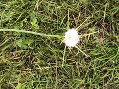 Hymenocallis palmeri