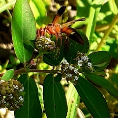 Rhynchium oculatum