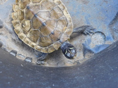 Graptemys pseudogeographica