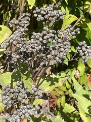 Parthenium integrifolium