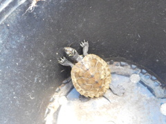 Graptemys pseudogeographica