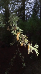 Chamaecytisus prolifer