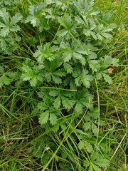 Potentilla intermedia