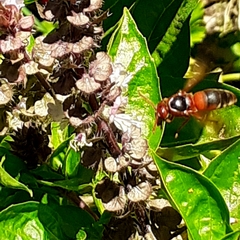 Rhynchium oculatum