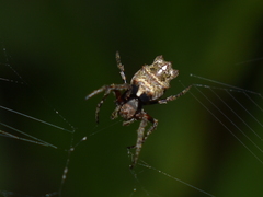 Wagneriana