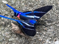 Rhetus arcius