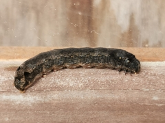 Spodoptera littoralis