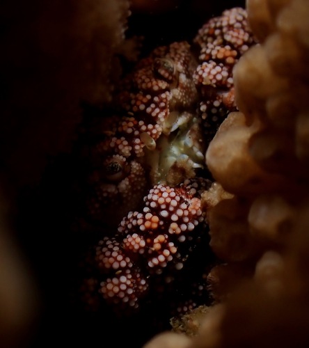 Pseudoliomera speciosa observed 2022-09-26