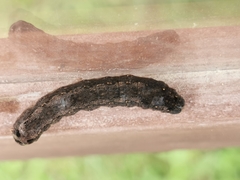 Spodoptera littoralis