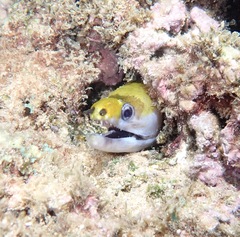 Gymnothorax rueppelliae