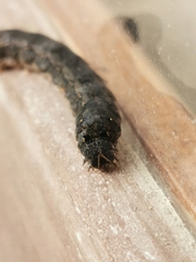 Spodoptera littoralis