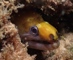 Gymnothorax rueppelliae