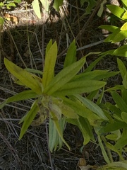 Asclepias tuberosa