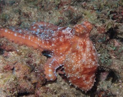 Callistoctopus luteus