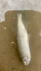 Notemigonus crysoleucas