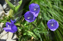 Campanula scheuchzeri