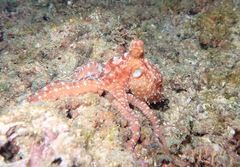 Callistoctopus luteus