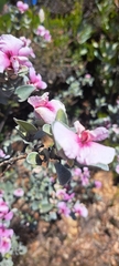 Podalyria sericea
