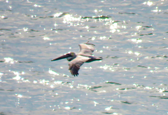 Pelecanus occidentalis