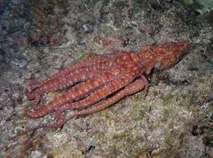 Callistoctopus luteus