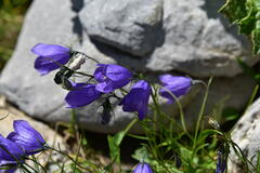 Campanula scheuchzeri