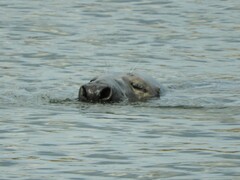 Halichoerus grypus grypus