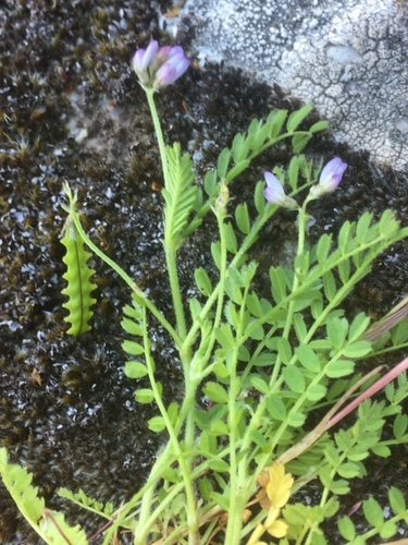 Subspecies Biserrula pelecinus pelecinus · iNaturalist