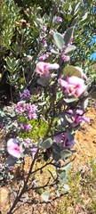 Podalyria sericea
