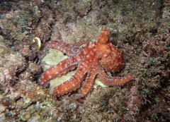 Callistoctopus luteus