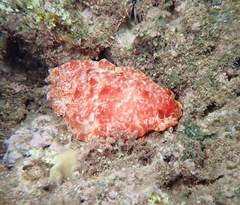 Hexabranchus