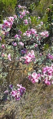 Podalyria sericea
