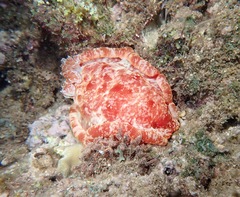 Hexabranchus
