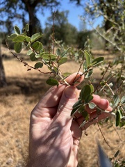 Ceanothus cordulatus
