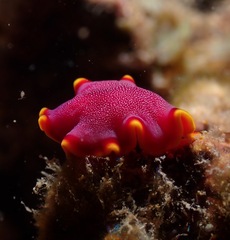 Pseudoceros ferrugineus