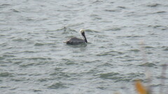 Pelecanus occidentalis